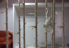 COACH Lunar Monkey Window Display